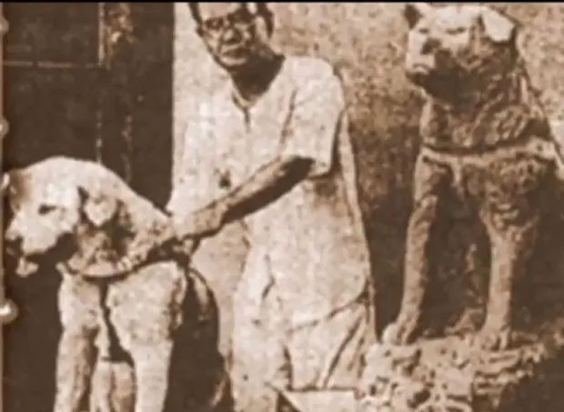 Hachiko có cơ hội được dự lễ khánh thành bức tượng của chính mình