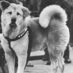 Những chuyện ít người biết về Hachiko - chú chó đứng ở sân ga 10 năm đợi chủ