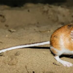 Top 10 cách khó tin mà động vật áp dụng để sống sót trong môi trường nguy hiểm