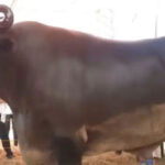 Con trâu khổng lồ nặng 1,5 tấn, có giá hơn 69 tỷ đồng