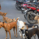 Vì sao chó bỗng trở thành mối nguy hại mới tại Ấn Độ?