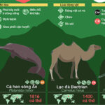 32 loài động vật sắp tuyệt chủng, 9 trong số đó chỉ còn dưới 100 cá thể