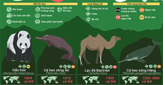 32 loài động vật sắp tuyệt chủng, 9 trong số đó chỉ còn dưới 100 cá thể