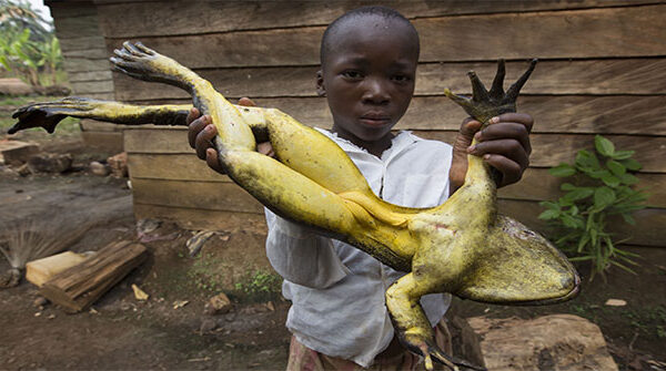 Kinh ngạc loài ếch khổng lồ, dài 1m, nặng 8kg