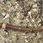 Những con "giun điên" oanh tạc rừng của 15 bang Mỹ