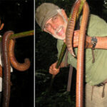 Bí ẩn về loài giun Ecuador, dù là giun đất nhưng lại to bằng con rắn