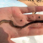 Cận cảnh loài giun từ châu Á đang khiến cả nước Mỹ "đau đầu"