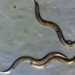 Giới khoa học phát hiện giun sống gần Chernobyl phát triển "siêu năng lực" mới