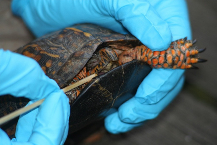 Cái chết của loài rùa Cái chết của loài rùa