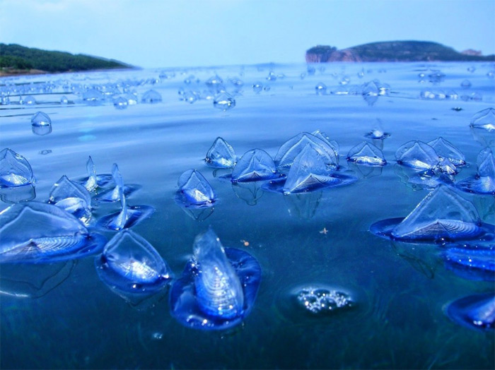 Sinh vật biển Sinh vật biển