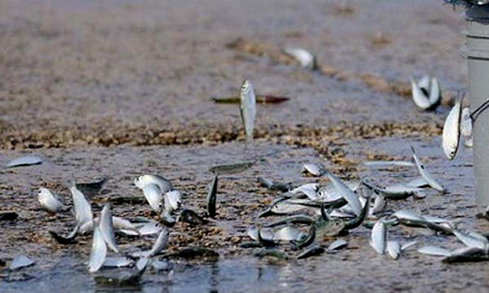 Mưa động vật 10 hiện tượng thiên nhiên kỳ bí thách thức khoa học