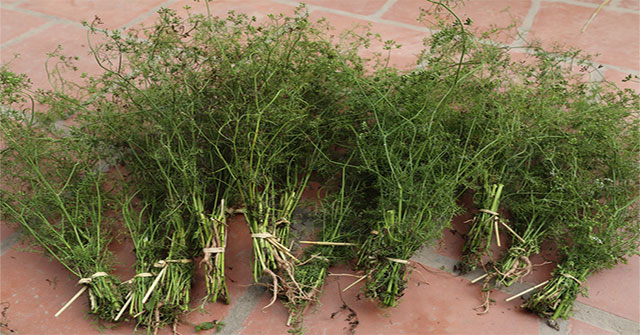 Tìm hiểu về tục tắm lá mùi chiều 30 Tết