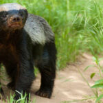 Lửng mật - trùm giang hồ đồng cỏ, vua cà khịa, ông hoàng liều lĩnh, chúa tể "bất cần đời"!