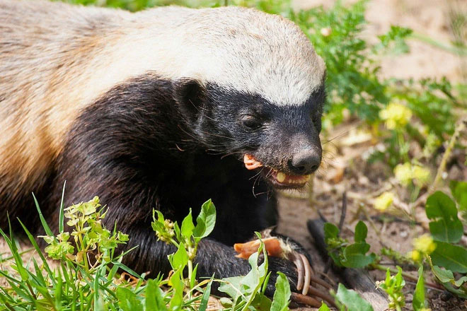 Lửng mật không biết đánh vần từ "ăn kiêng", nên cái gì thịt được là chúng gặm hết