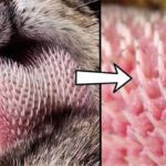 Cận cảnh chiếc lưỡi đầy "gai nhọn" của loài hổ, cuối cùng ta cũng hiểu tại sao chúng được gọi là chúa tể rừng xanh