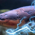 Lươn điện phóng ra điện áp 860 volt, liệu chúng có thể giật điện cá sấu và làm choáng người lớn không?