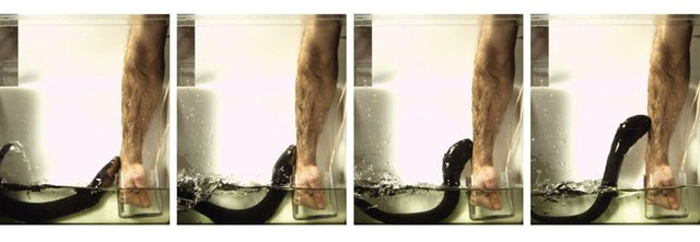 luon-dien Bề mặt cơ thể lươn điện được phủ một lớp tế bào đặc biệt gọi là điện di.