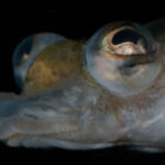 Những cặp mắt dị thường nhất của động vật (I)