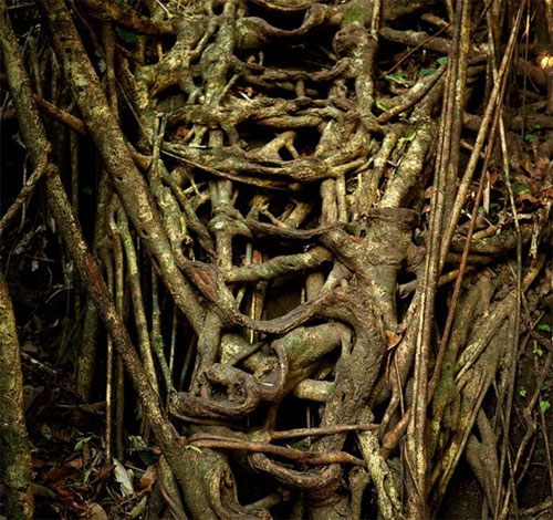 Cuộc sống kỳ lạ tại nơi “ẩm ướt nhất thế giới”