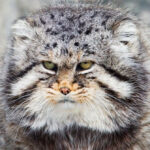 Top 3 loài động vật trông thì có vẻ dễ thương nhưng thực tế lại vô cùng hung dữ