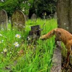 Sự sống mãnh liệt trỗi dậy ở nơi vốn chỉ có cái chết