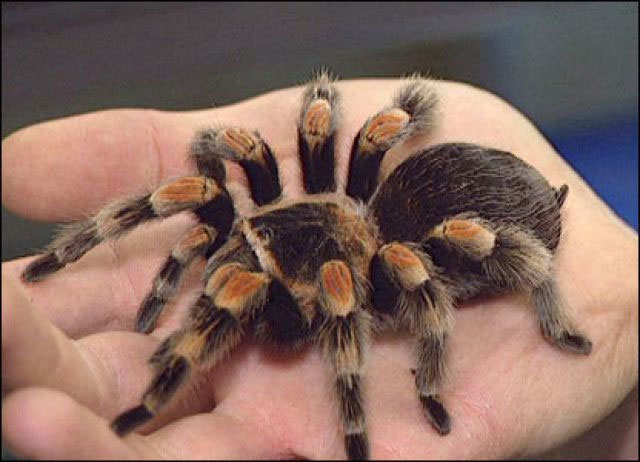 nhen-tarantula Nhện Tarantula