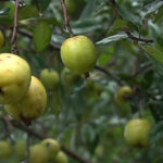 Loại quả có vị chua chát là “thuốc chống ung thư tự nhiên”, hạ đường huyết hiệu quả