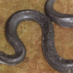 Phát hiện loài rắn mới tại Đăk Nông, Việt Nam