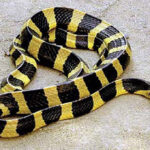 Cách phân biệt rắn cạp nong và rắn cạp nia