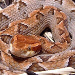 Rắn chàm quạp cực độc nhưng dễ bị nhầm lẫn với sinh vật này: Cách phân biệt nhanh, rất dễ!