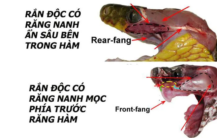 Rắn cổ đỏ có răng nanh sau.