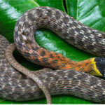 Đi bắt rắn ráo, ngờ đâu suýt tóm nhầm sinh vật nguy hiểm hơn cả rắn hổ mang chúa