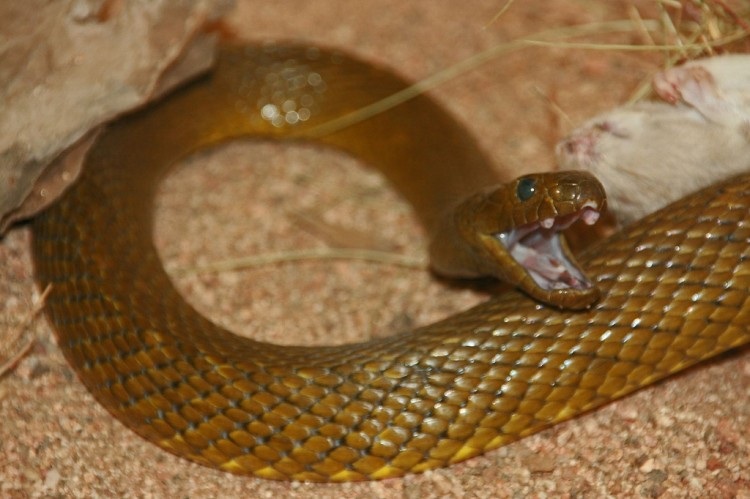 Rắn Taipan nội địa Rắn Taipan nội địa
