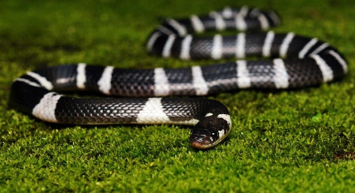 Rắn cạp nong Blue Krait Rắn cạp nong Blue Krait