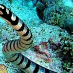 Những loài rắn độc nhất thế giới