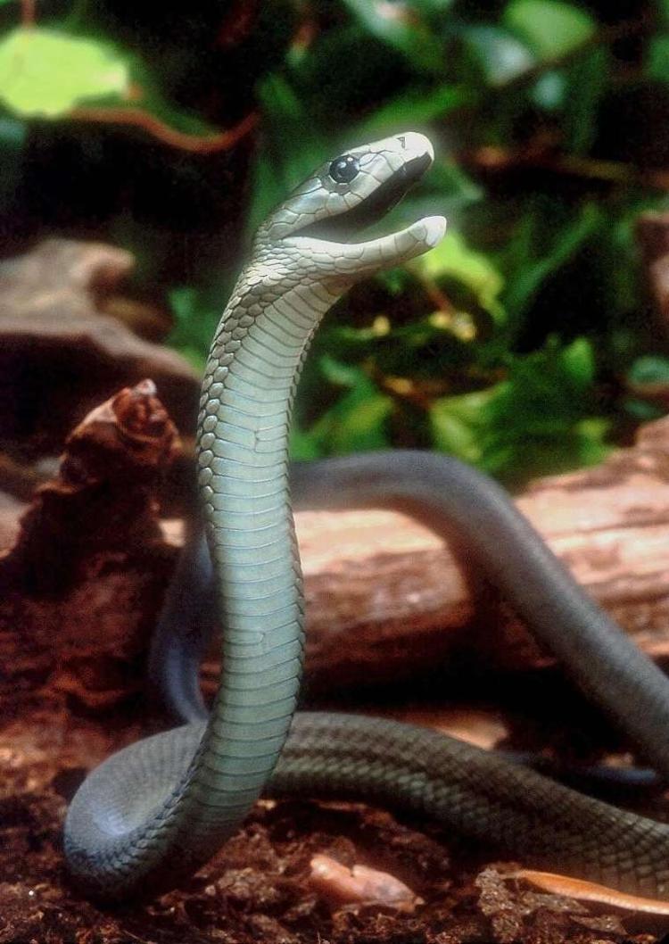 Rắn Mamba Đen là loài bò sát nhanh nhất hành tinh Rắn Mamba Đen là loài bò sát nhanh nhất hành tinh
