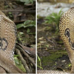 Những loài rắn hổ mang cực độc phân bố tại Việt Nam