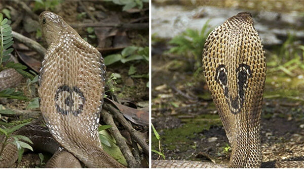 Những loài rắn hổ mang cực độc phân bố tại Việt Nam