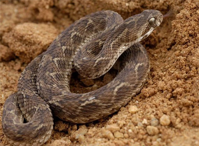 ran-ho-luc Rắn hổ lục (viper)