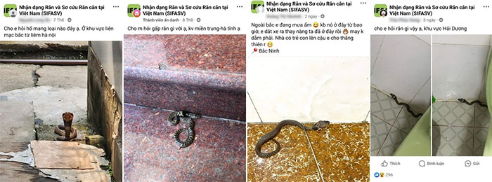 ran-ho-mang-trung-quoc Nhiều cư dân mạng chia sẻ về hình ảnh rắn hổ mang Trung Quốc họ bắt gặp tại khu dân cư