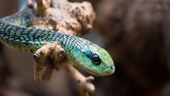ran-luc-boomslang Rắn lục boomslang