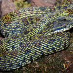 4 loài rắn cực độc được tìm thấy nhiều nhất ở Fansipan