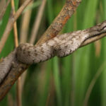 "Lãnh địa" loài rắn độc ở Trung Quốc chứa 20.000 con: Nếu thả 2 con lửng mật vào thì chuyện gì sẽ xảy ra?