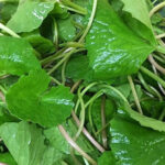 Loại rau cực giàu collagen mà người Việt đang bỏ phí, vừa làm đẹp da lại trị bệnh tim mạch