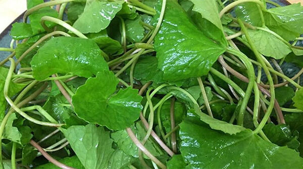 Loại rau cực giàu collagen mà người Việt đang bỏ phí, vừa làm đẹp da lại trị bệnh tim mạch