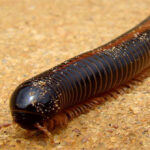 15 loài vật khiến con người sợ hãi nhưng lại rất hiền lành