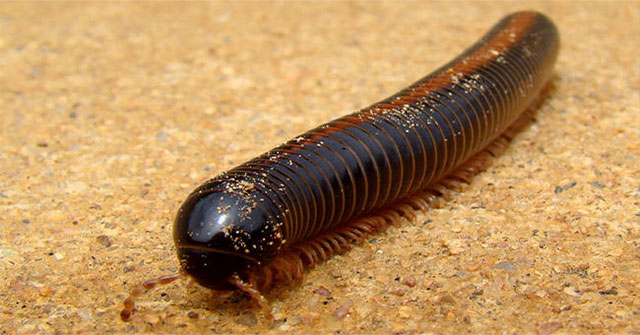 15 loài vật khiến con người sợ hãi nhưng lại rất hiền lành