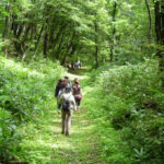 Shinrin-yoku: Cách người Nhật dùng thiên nhiên chữa bệnh