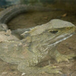 16 loài động vật sống lâu nhất quả đất