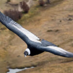 Thần ưng Andes - Loài chim có thể bay 5 tiếng không cần vỗ cánh